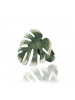 Monstera Leaf Silver Ring